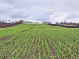 15 тонн ПРОДАМ ЧАСНИК Любаша Молодий Посадковий Товарний Озимий Чеснок Garlic - фото 1