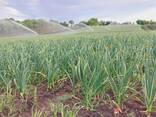 15 тонн ПРОДАМ ЧАСНИК Любаша Молодий Посадковий Товарний Озимий Чеснок Garlic - фото 2