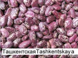 Высококачественная очищенная фасоль от прозводителя