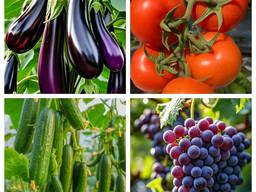 4-хлорфеноксиоцтова кислота (4CPA) 98%