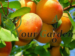 Абрикос Ананасный