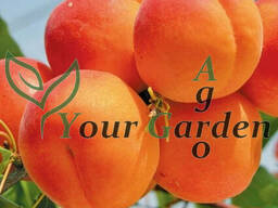 Абрикос Киото