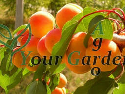 Абрикос Наслаждение