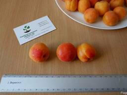 Абрикос ранний (10 штук) семена косточки (для саженцев)