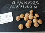 Абрикос ранний (10 штук) семена косточки (для саженцев) - фото 2