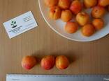 Абрикос ранний (10 штук) семена косточки (для саженцев) - фото 3