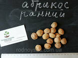 Абрикос ранний (30 штук) семена косточки (для саженцев. .. - фото 1