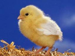 Адлер серебристый