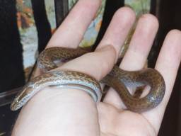 Африканская домовая змея, удивительный, миролюбивый вид змеи. Самки от 35 см