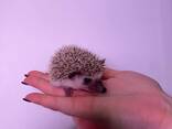 Африканские малыши, африканский декоративный карликовый ежик, ежик корица самки и самцы - фото 1