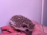 Африканские малыши, африканский декоративный карликовый ежик, ежик корица самки и самцы - фото 3