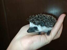 Африканские ёжички. Atelerix. Самцы.