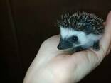 Африканские ёжички. Atelerix. Самцы. - фото 1
