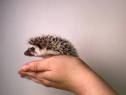 Африканские ёжики, африканські ручні їжачки, мега ласковые и милые