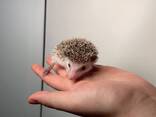 Африканские ёжики, декоративные ёжики для дома, ласковые - фото 2