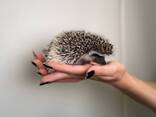 Африканские ёжики, декоративные ёжики для дома, ласковые - фото 3