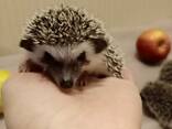 Африканские ёжики самки и самцы - фото 3