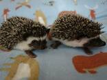 Африканский Карликовый Ёжик - фото 3