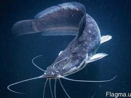 Африканский клариевый сом Комбикорм (откорм)