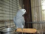 Африканский серый попугай Жако ручные птенцы - фото 1