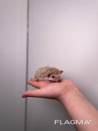 Африканські маленькі їжачки для дому, ручні малята