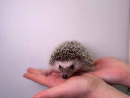 Африканські маленькі їжачки, дуже контактні та милі