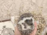 Африканский ёжик - фото 3