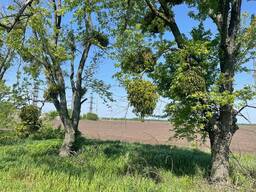 Аграрная земля Бориспольский район от 100га до 2000