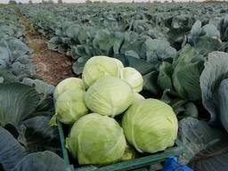 Агрессор, Лексикон, Продюсер, Профессор опт