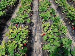 Агропленка для клубники 50 мкм вторичная без УФ полотно 0.8x500 м Черная. ..