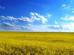 Агропредприятие: 1000 га