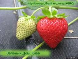 Агроволокно черное клубника (цена, купить, Киев)