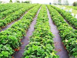 Агроволокно чёрное 50 г/м² и 60 г/м² мульчирующее