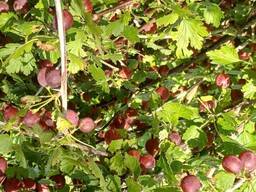 Аґрус червоний