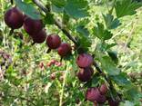 Аґрус червоний - фото 2