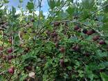 Аґрус червоний - фото 3