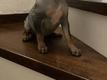 АГТ-Американський голий тер'єр - фото 12