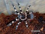 Акантоскурия Геникулята (Acanthoscurria geniculata) паук-птицеед для начинающих - фото 1