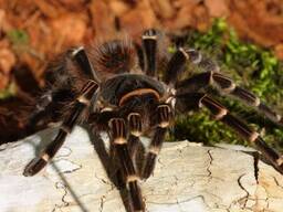 Акантоскурия геникулята бразильский белоколенный паук-птицеед (Acanthoscurria geniculata)