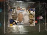 АКЦИЯ:Декоративные крольчата со своим благоустроенным жильем - фото 4
