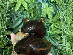 Ахатина підрощені равлики