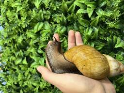 Ахатина равлики з світлим панцирем