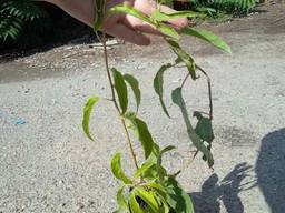 Актинідія Самоплідна, Жіноча, Чоловіча (запилювач)