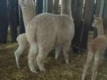 Альпака , лама Альпака - ручные кудряшки - фото 2
