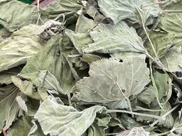 Алтея листя, продам сушену алтею, проскурняк