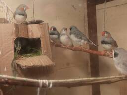 Амадины зебровые