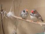 Амадины зебровые - фото 2