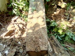 Амбарный дуб