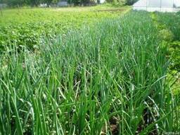 Амиачная вода; Аміачна вода