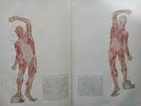 Анатомия человека, Колесников Н. В. . Издание 4 стереотипное, 1955 год